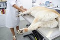 Veterinary operation on a dog. Royalty Free Stock Photo